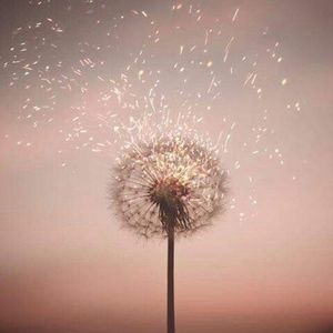 Meet your Posher, Trscey